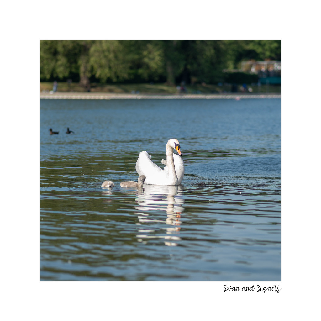 Swan and Signets | Day 161 - In Water As seen on The Serpent… | Flickr