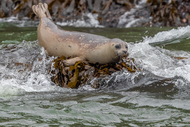 Harbor Seal pup