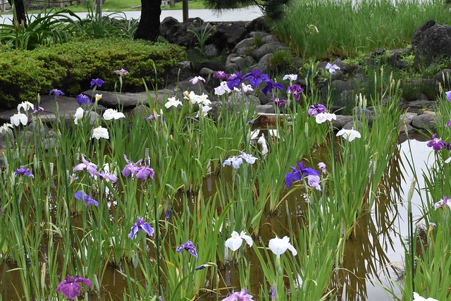 Horikiri Iris Garden (堀切菖蒲園)