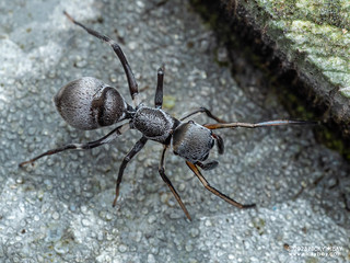 Ant-mimic jumping spider (Myrmaplata wanlessi) - P6020841