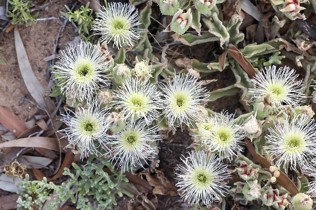 Mesembryanthemum crystallinum (Aizoaceae)