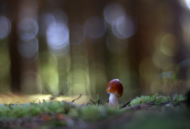 first mushroom photo this year