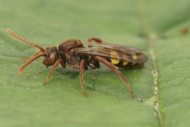 Close-up on a colorful red female of the flavous nomad bee, Nomada flava on a green leaf