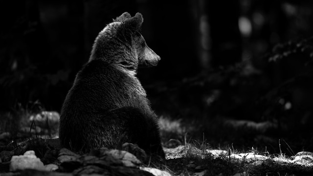 Slovenian wild brown bear