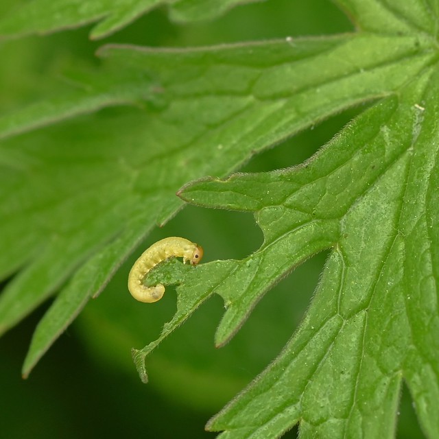 Sawfly larva.
