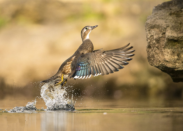 Wood Duck Female Flying to rock