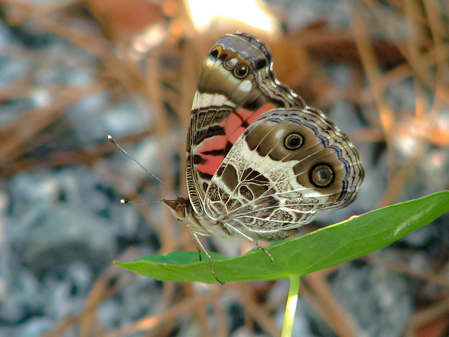 Side wing of a Monarch butterfly