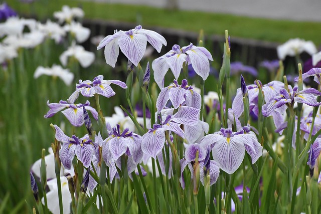 Horikiri Iris Garden (堀切菖蒲園)