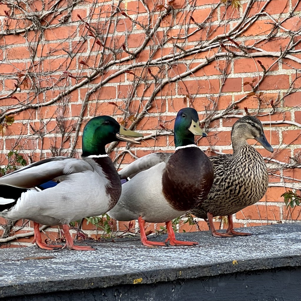 🇩🇰 The Three Ducksketeers