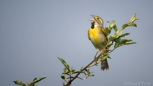 Dickcissel (Spiza americana)