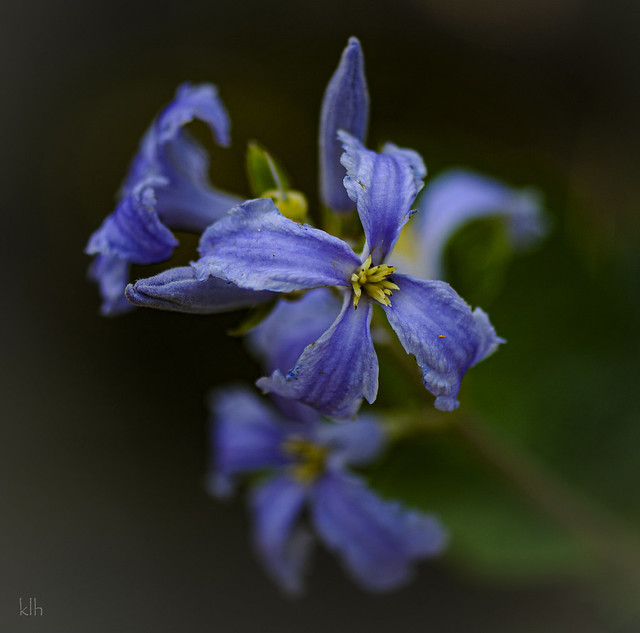 Hyacinth flower clematis