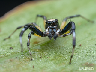 Jumping spider (Phintelloides sp.) - P6021335