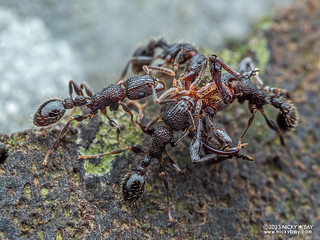 Ants (Tetramorium bicarinatum) - P6021051