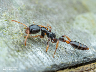 Ant (Tetraponera allaborans) - P6021001