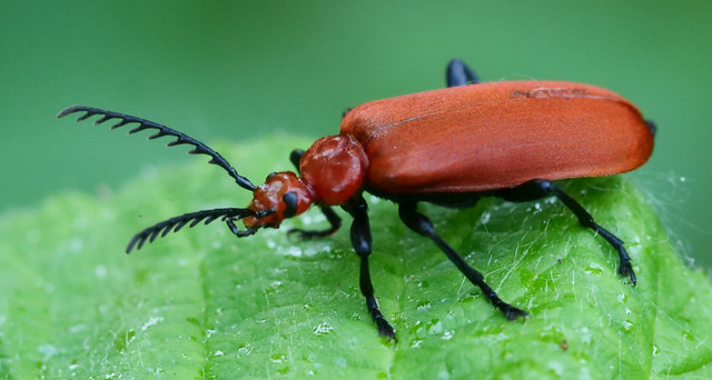 Read-headed cardinal beetle