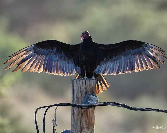 Turkey Vulture Sun Its Wings In West Texas Morning Light