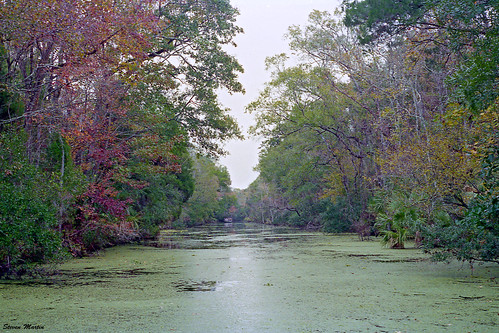 statepark park trees river landscape woods florida fallcolors 1996 homosassasprings