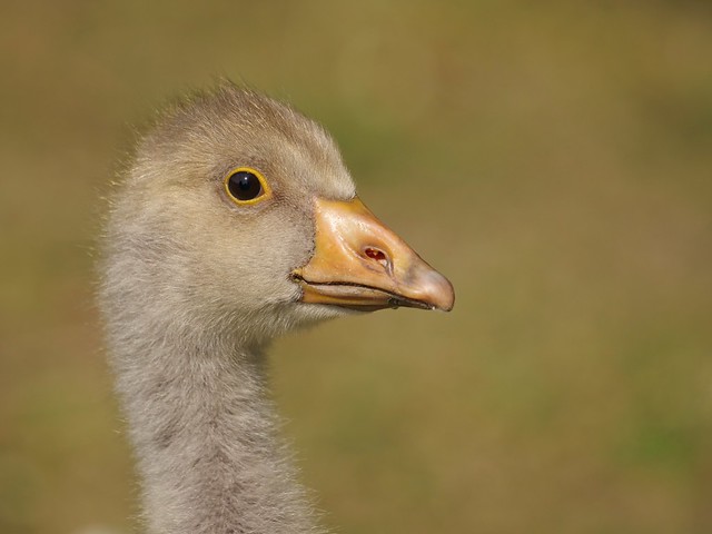 Greylag gosling portrait