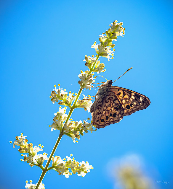 Butterfly in the sun (EXP)