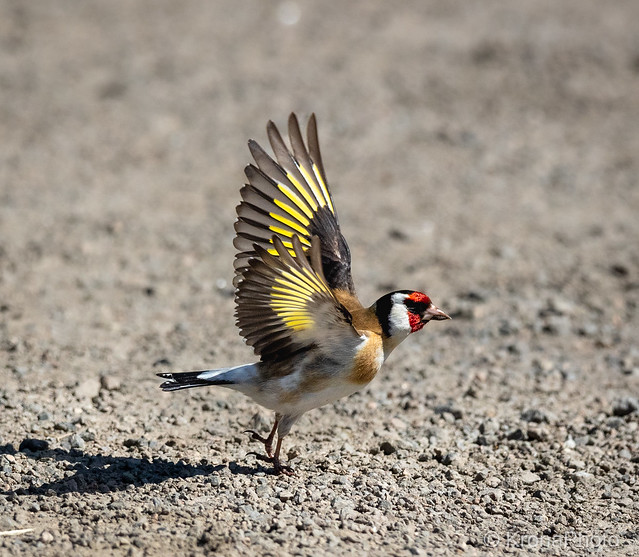 Take off, European goldfinch / Stillits, Stokke, Norway