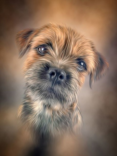 Unknown Artist, Border Terrier,,