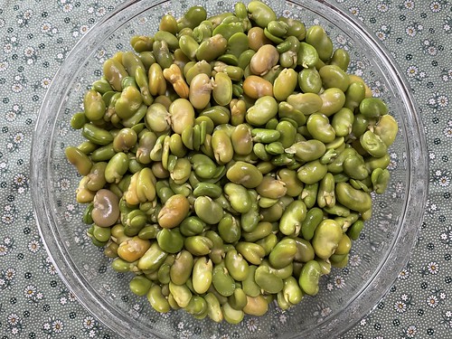 Boiled/Peeled Fava beans