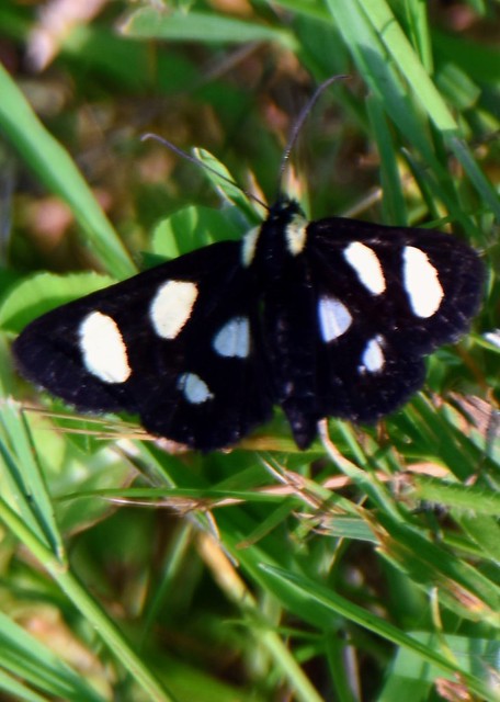 Eight spotted forester moth.
