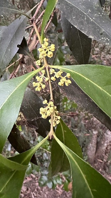 Notelaea longifolia forma intermedia -  Large Mock-olive, Large-leaved Olive