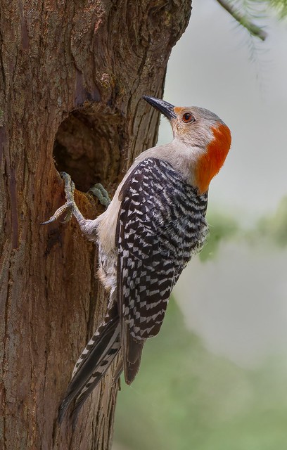 Red-bellied Woodpecker  female