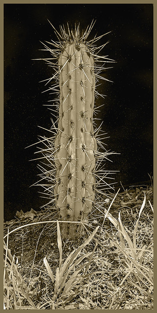 Cacti IR #6 2023; Toothpick Cactus