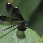 Fluttery Ebony Jewelwing - Calopteryx maculata (female)
&lt;a href=&quot;https://bugguide.net/node/view/601&quot; rel=&quot;noreferrer nofollow&quot;&gt;bugguide.net/node/view/601&lt;/a&gt;