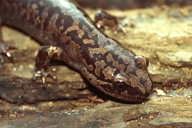 Closeup on an adult coastal giant salamander, Dicamptodon tenebrosus sitting on wood