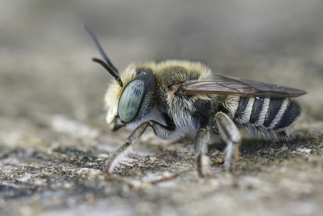Closeup of a cute male of the alfalfa leafcutting bee, Mehachile rotundata