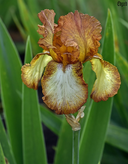 Iris white-brown