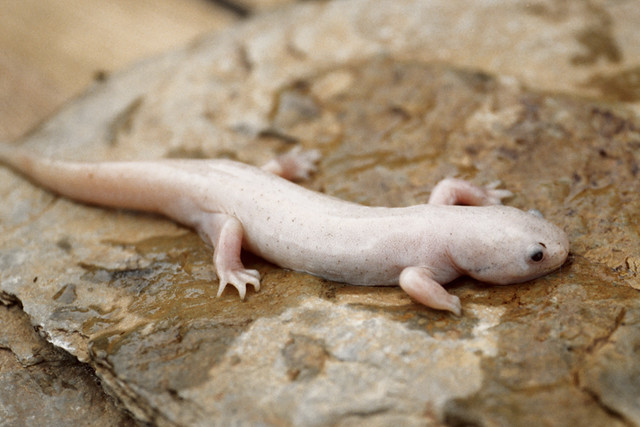 A white and metamorphosed Mexican achoque or axolotl , Ambystoma mexicanum.
