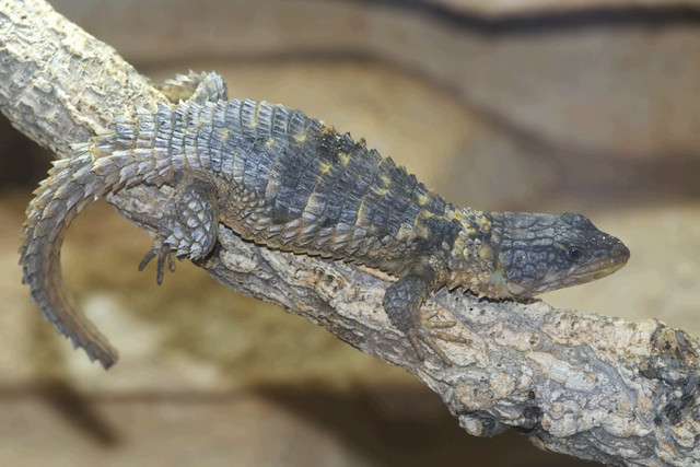 Closeup on the Rhodesian or Zimbabwean girdled lizard ,  Cordylus rhodesianus, sitting on a tree bark