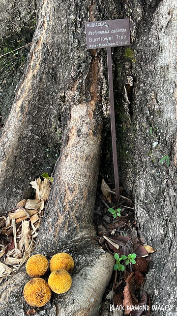 Neolamarkia cadamba - Burrflower Tree, Leichhardt Pine
