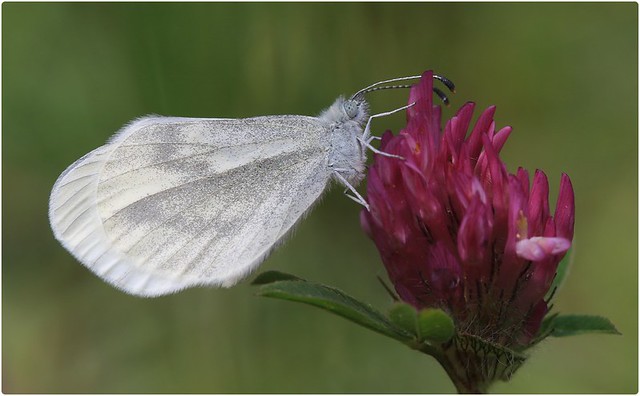 Wood White on Red Clover II