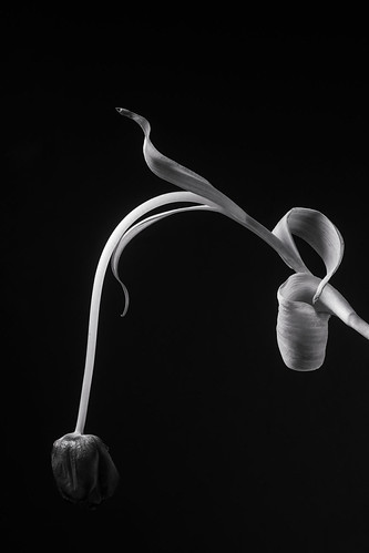 fading tulip | by drfardook