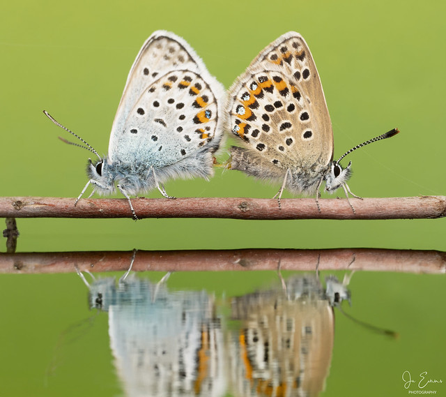 Silver-studded blue copulating