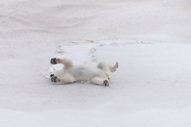Polar Bear Rolling in Snow