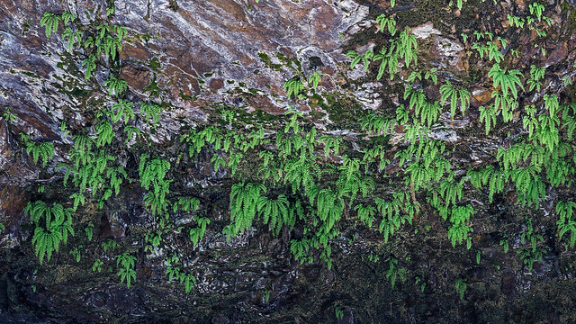 maidenhair ferns hanging from roof of opening, rocks near First Beach