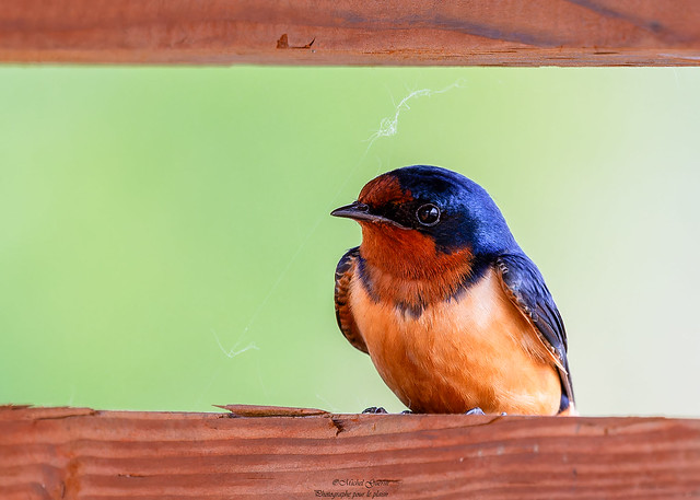 Hirondelle rustique Barn Swallow - Hirundo rustica