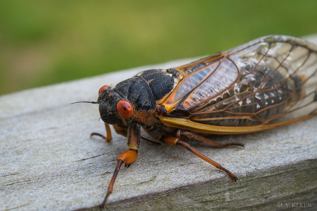 Brood X Cicada Adult