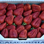 Strawberries Strawberries, Murphys, CA.