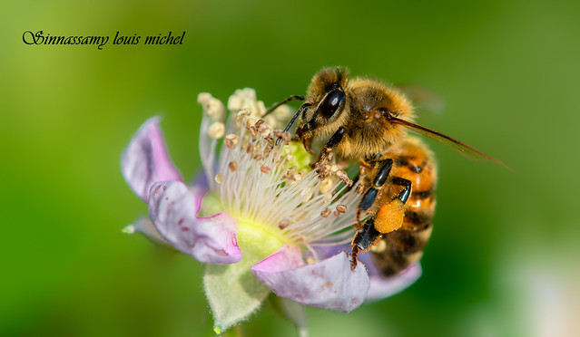 Honeybee / Abeilles domestique