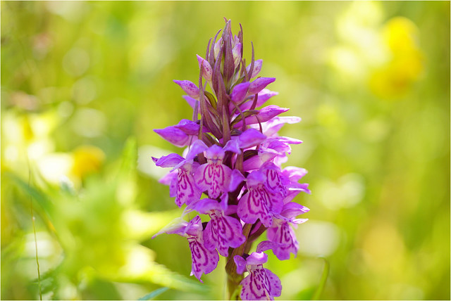 wild orchid.........