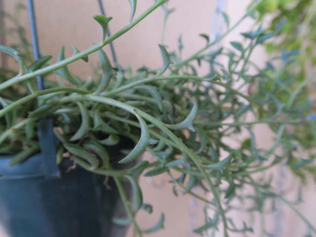 Curio × peregrinus