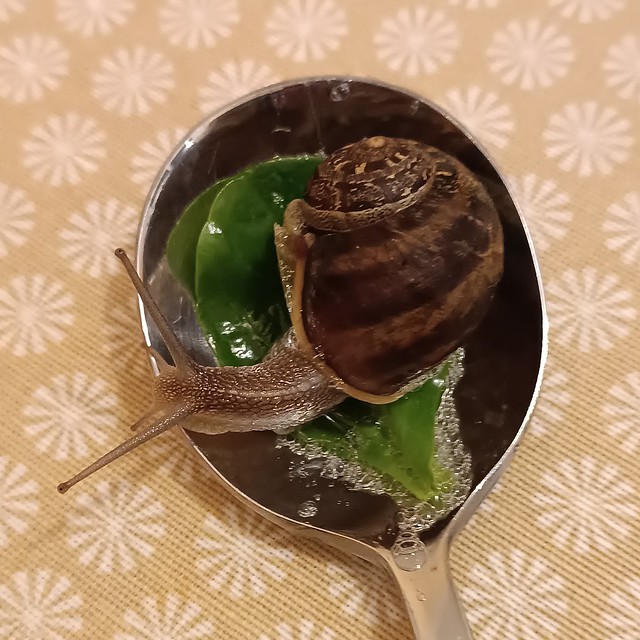 A spoonful of snail
