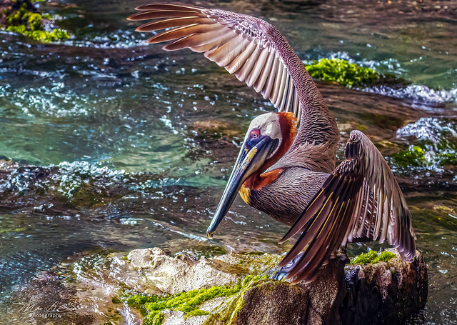 Graceful Pelican (in explore)